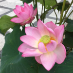 Lotusblomma vid Oyasono, Tachikawa, Japan